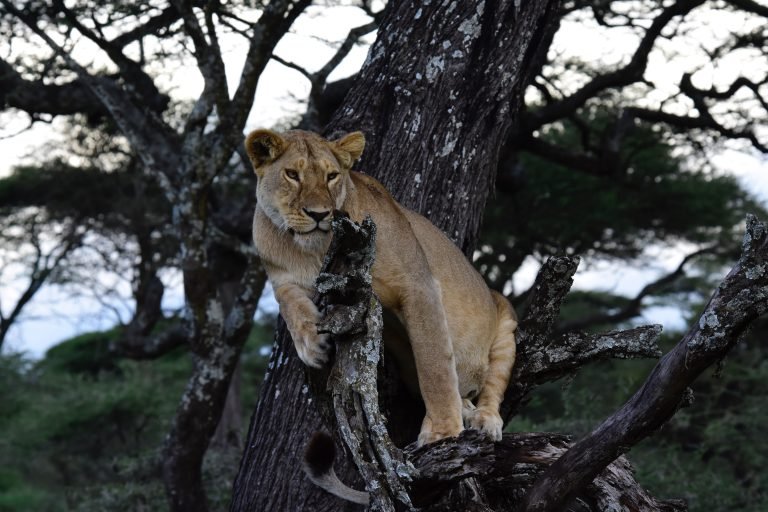 pexels-africanaturephotography-1931293