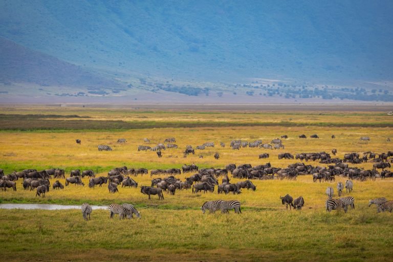 pexels-gsn-travel-28708345 (1)