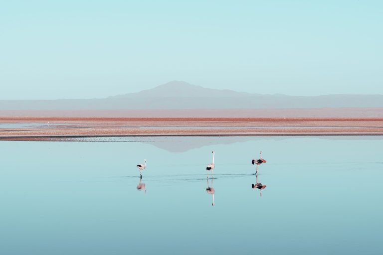 pexels-willianjusten-30560298