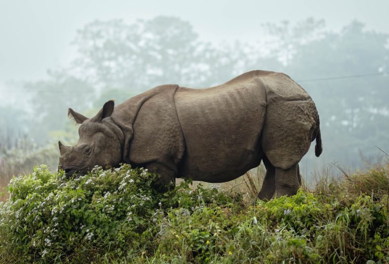 pexels-prabinbasnet-27488570
